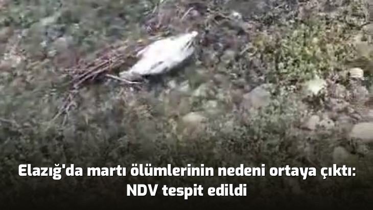 Elazığ'da martı ölümlerinin nedeni ortaya çıktı: NDV tespit edildi